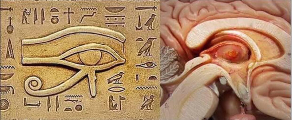 Pineal eye
